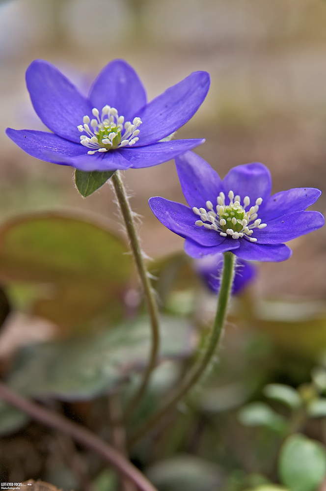 Mein erstes blaues Leberblümchen