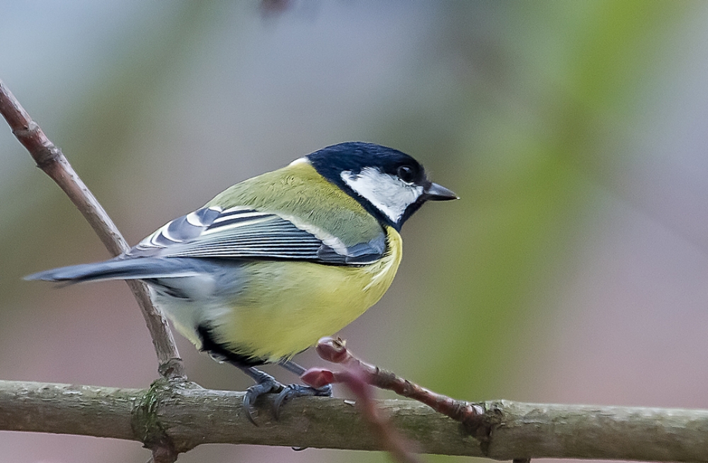 Kohlmeise im Januar