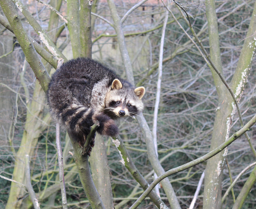 Aufgewecktes Kerlchen