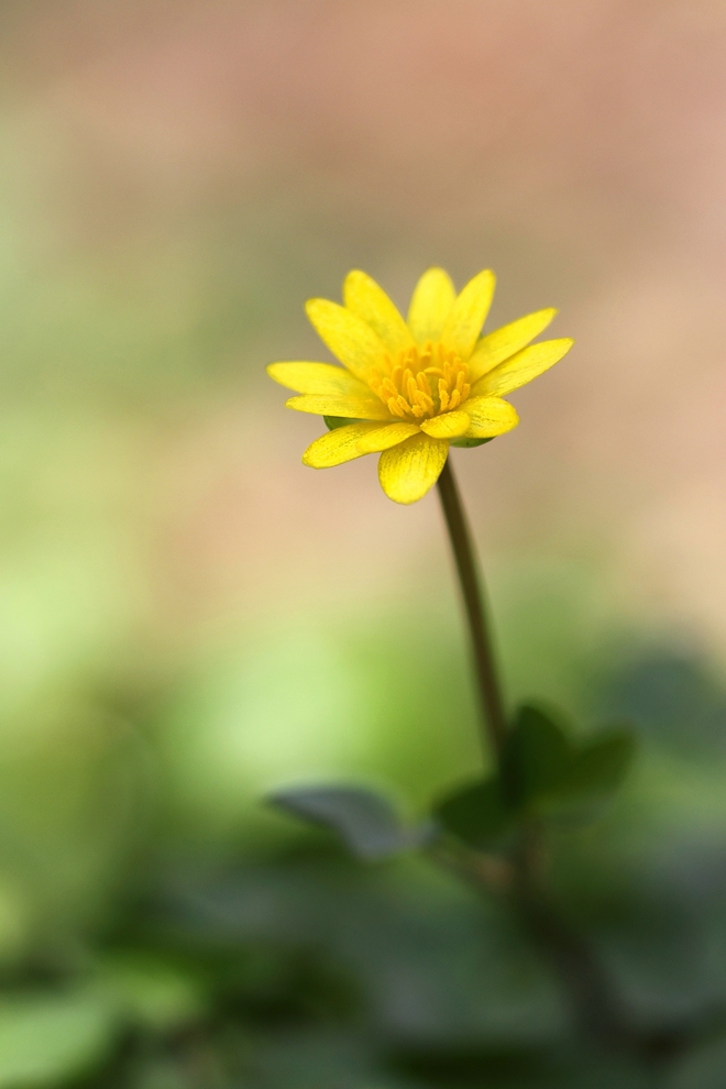 Ranunculus ficaria