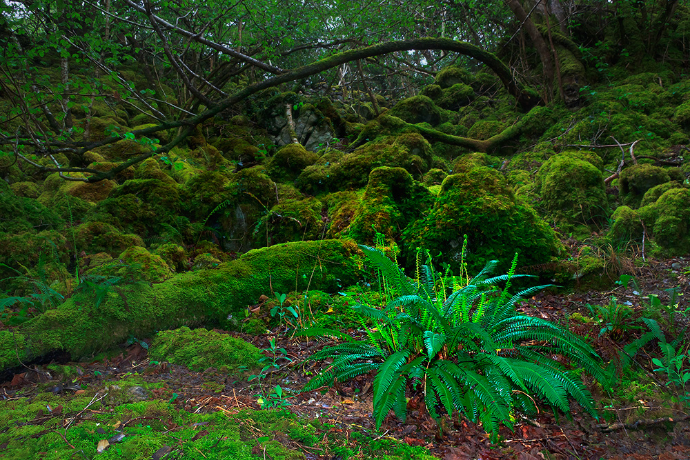 Im Elfenwald