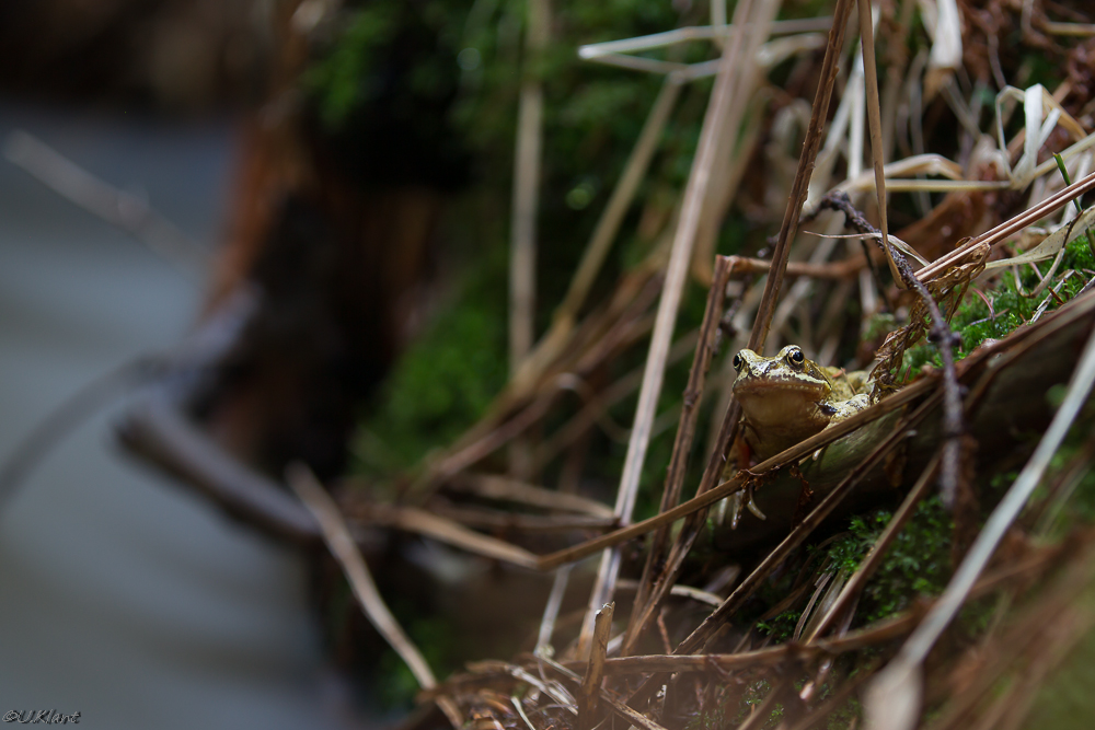 Grasfrosch ???