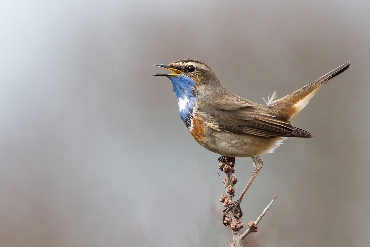 Blaukehlchen