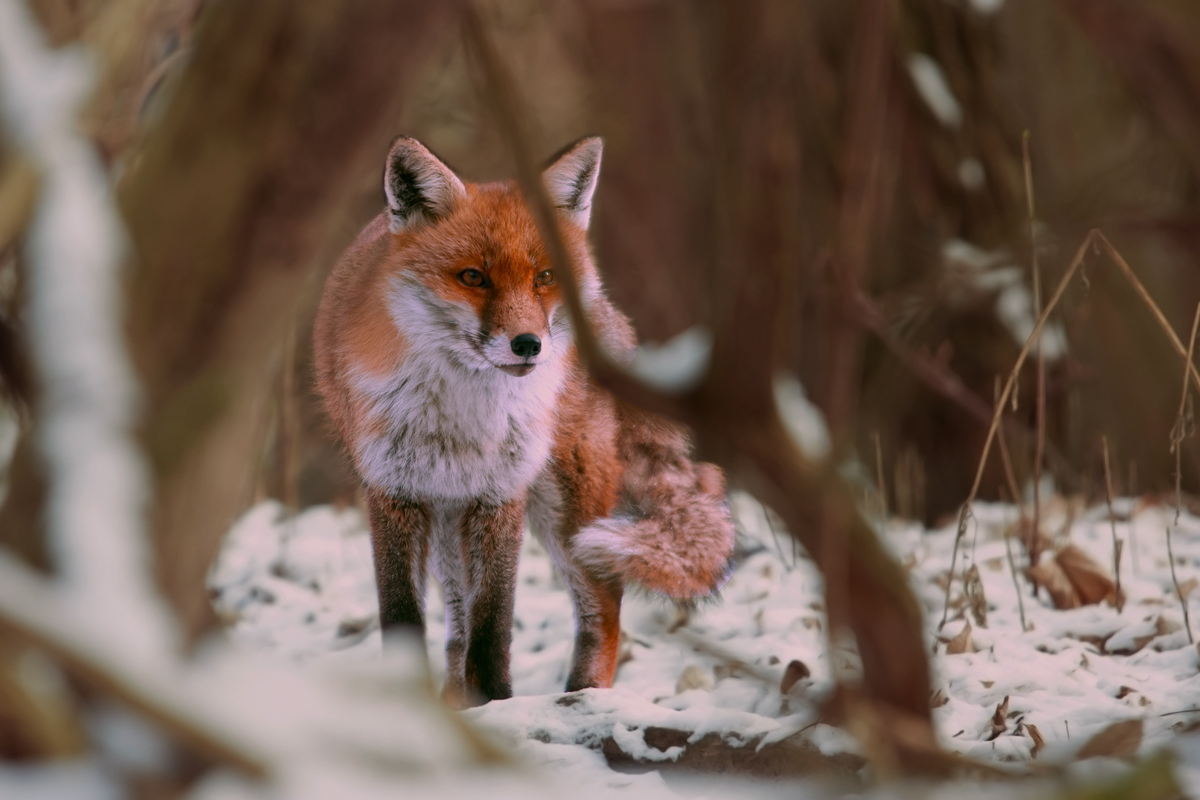 aufhorchender Fuchs