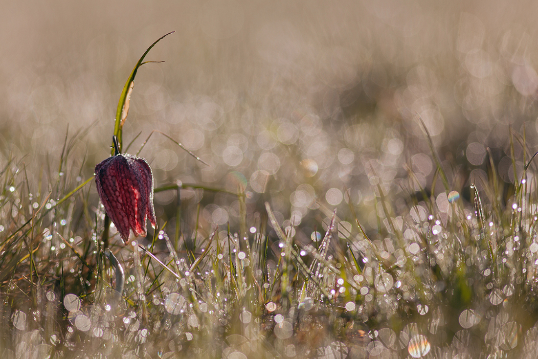 Schachblume