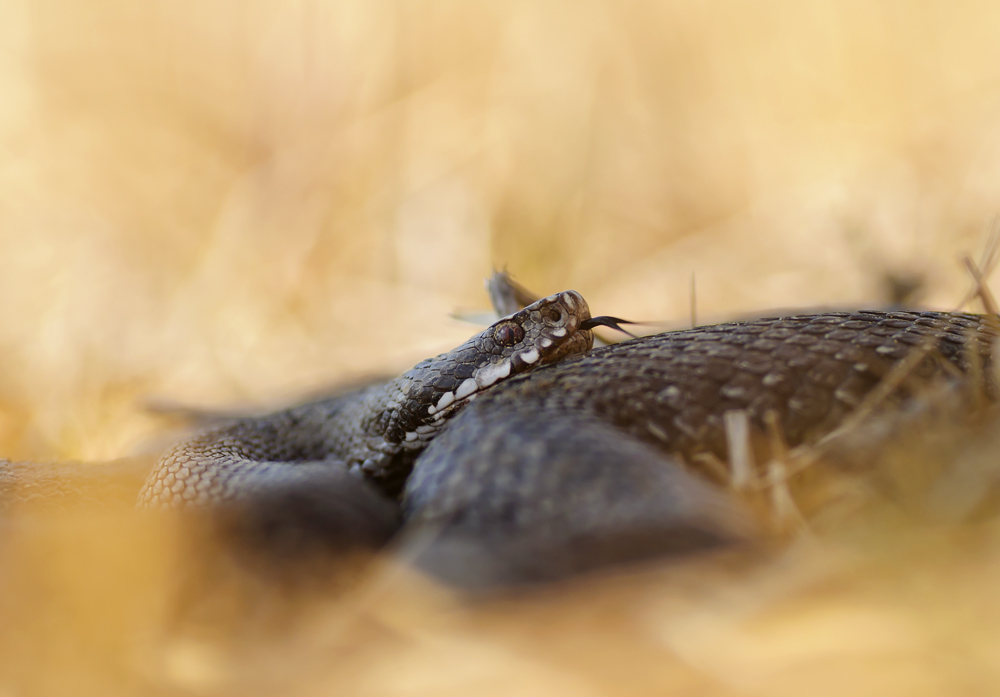 Vipera berus