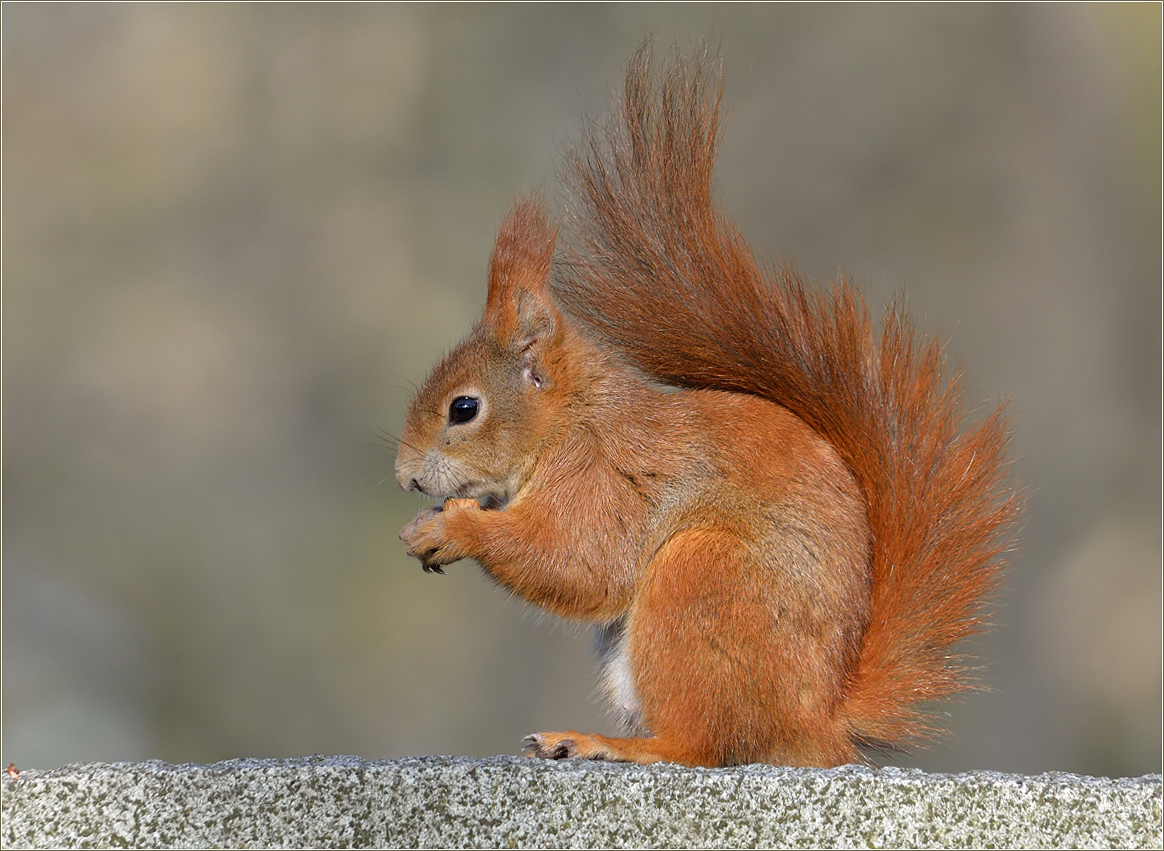 *Mauerhörnchen*