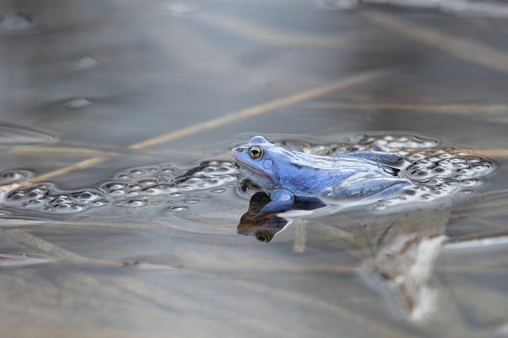 Moorfrosch