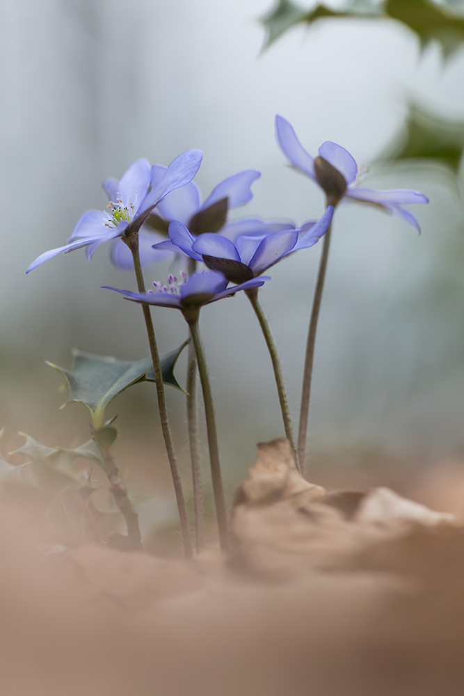 Leberblümchen (Hepatica nobilis)