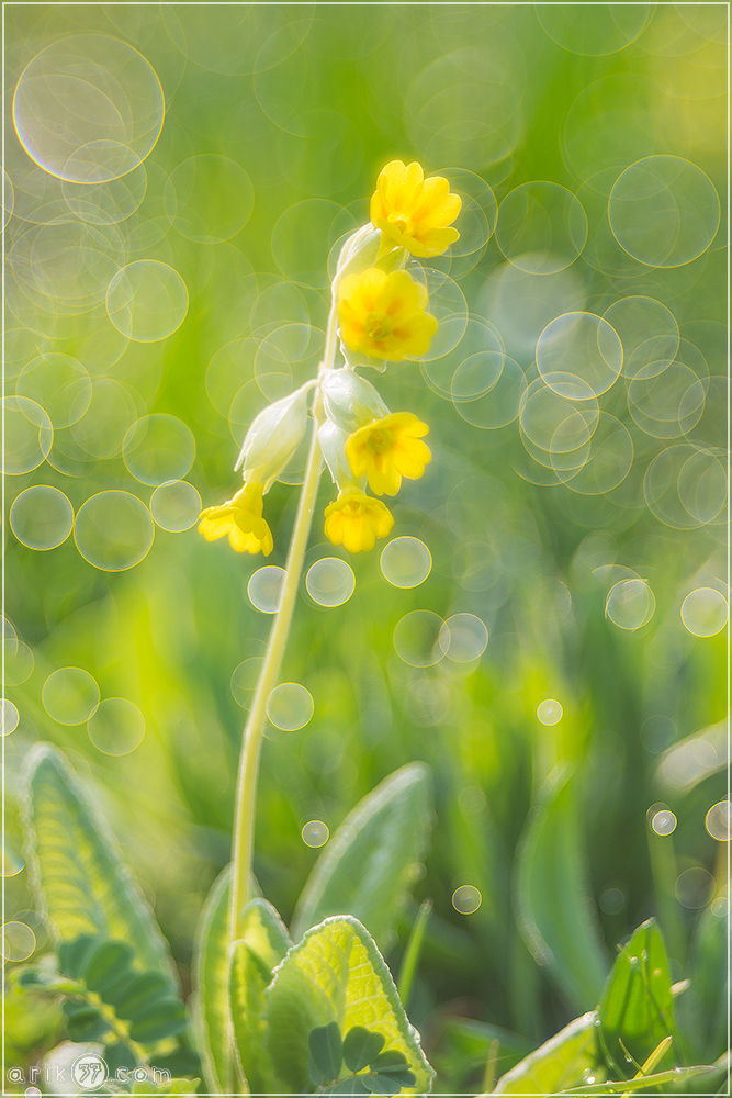 Echte Schlüsselblume - Primula veris