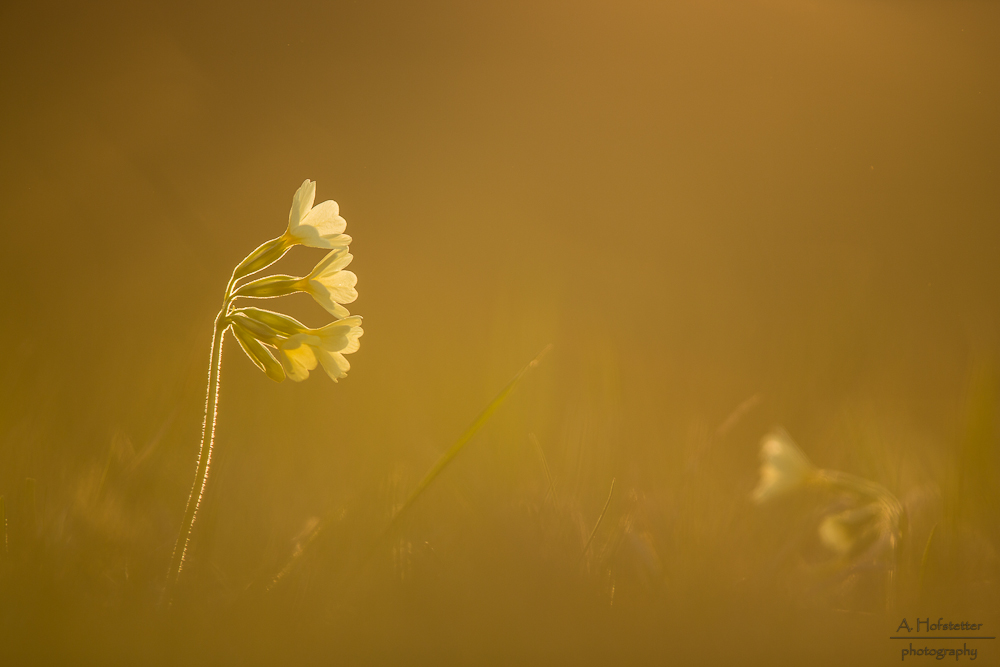 Im letzten Licht