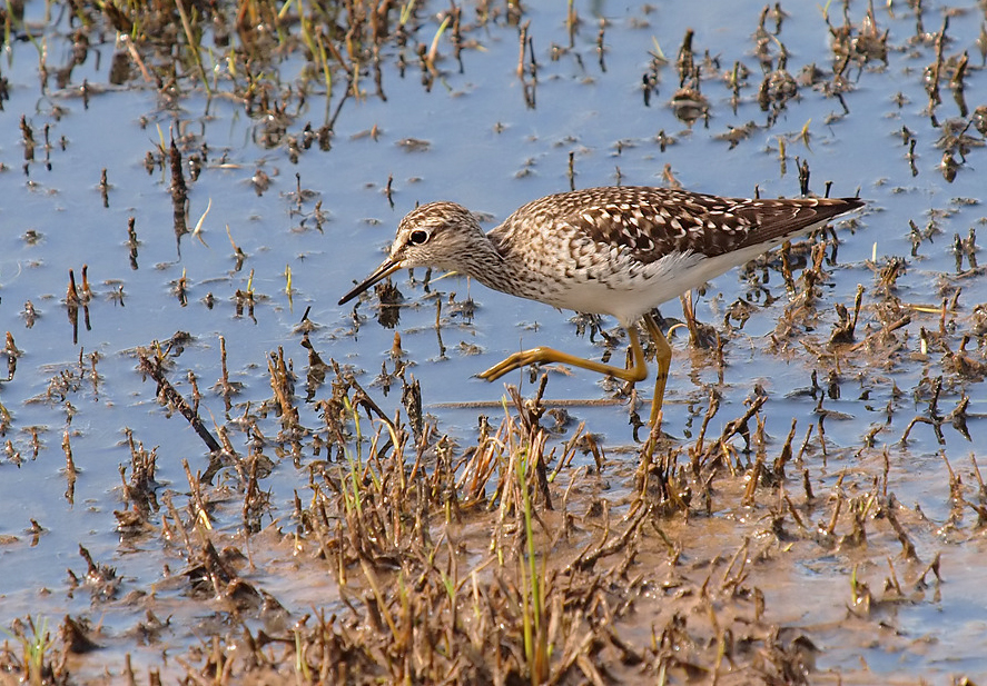 Bruchwasserläufer (Tringa glareola) im Umfeld