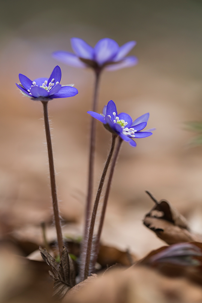 Leberblümchen