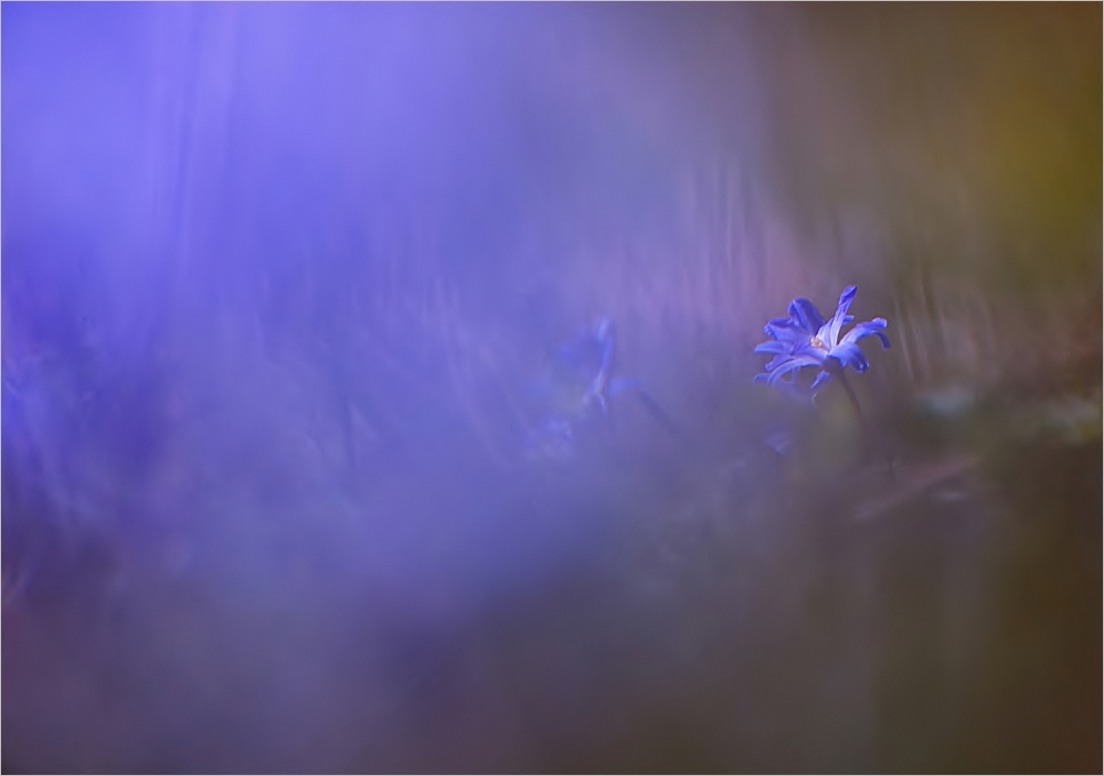 Blausternchen ....