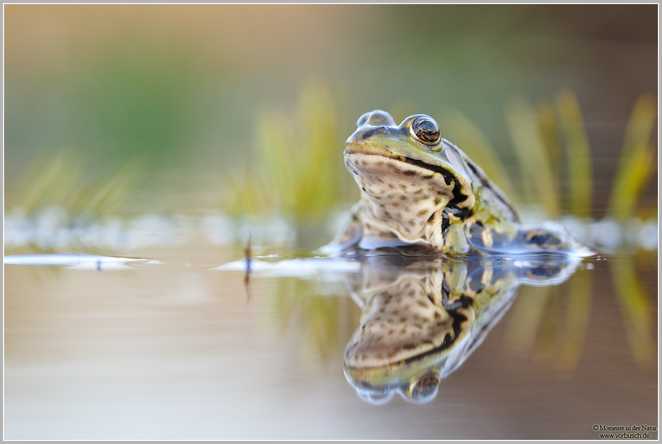 Teichfrosch (Rana sp.)