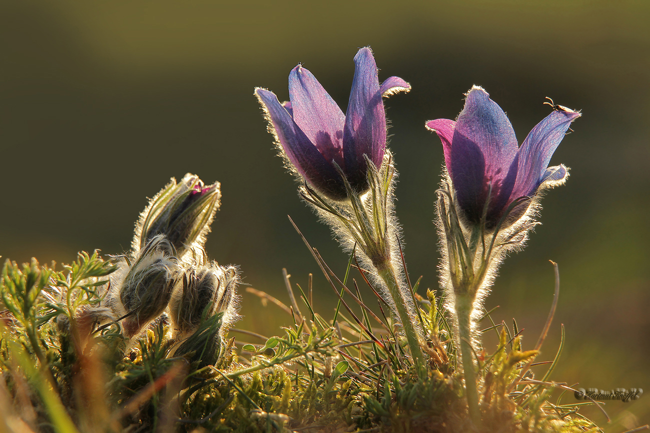 Frühling in der Eifel