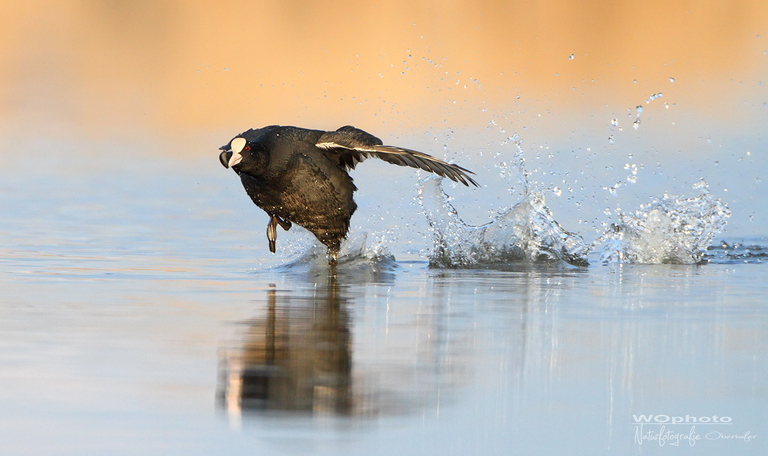 Take-Off in the Morning light