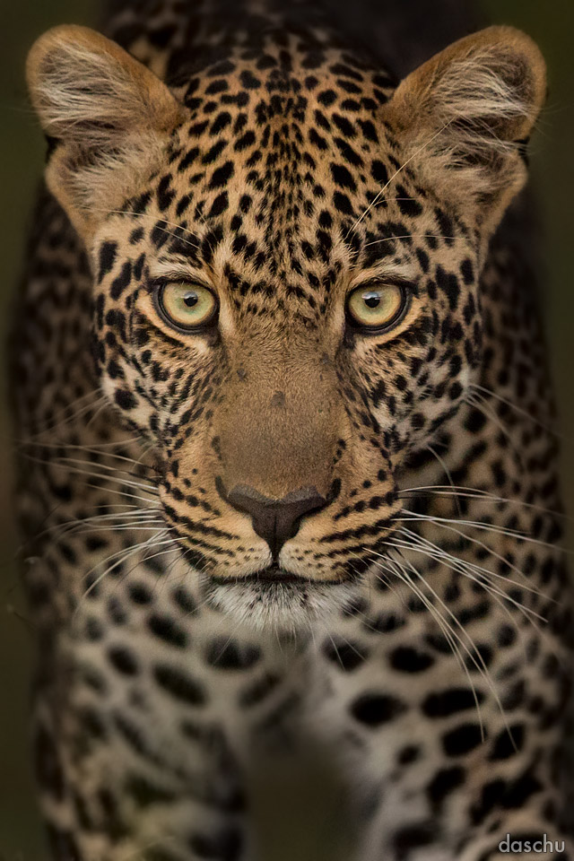 Leopard