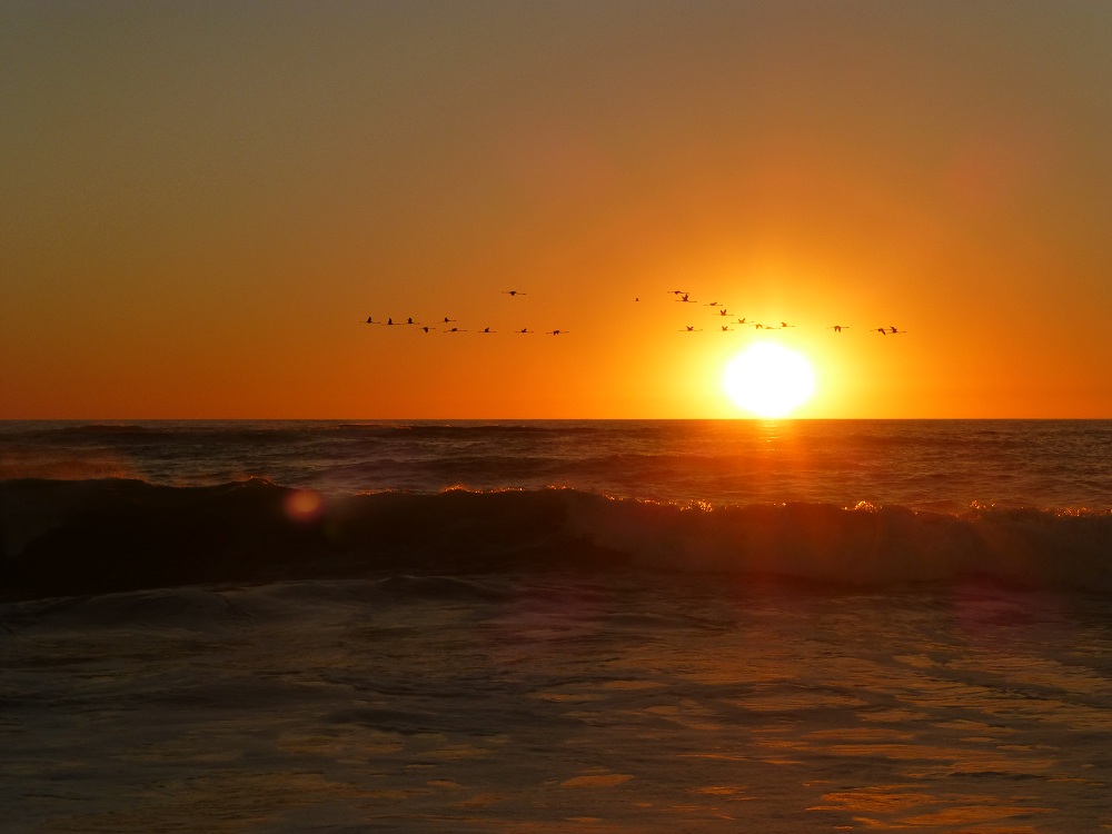 Sonnenflamingos