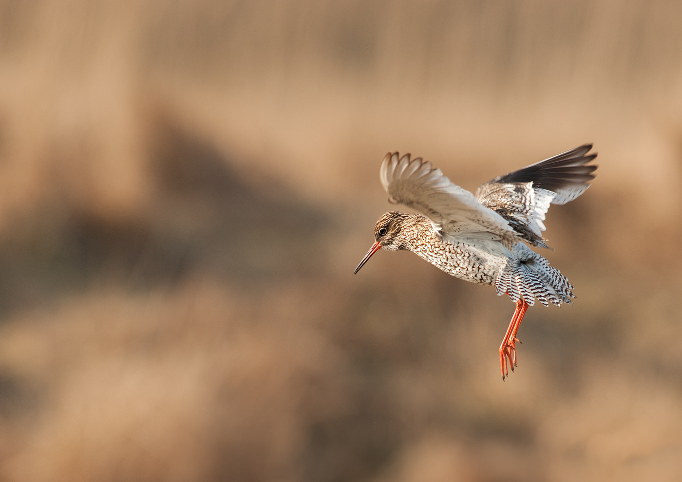 Rotschenkel im Flug