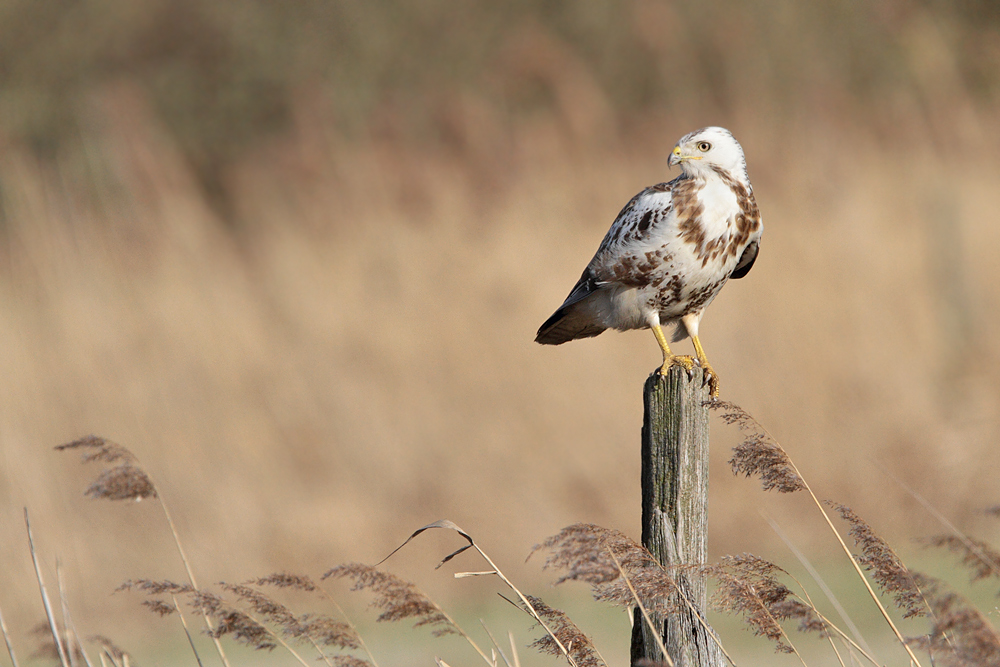 Mäusebussard Wildlife