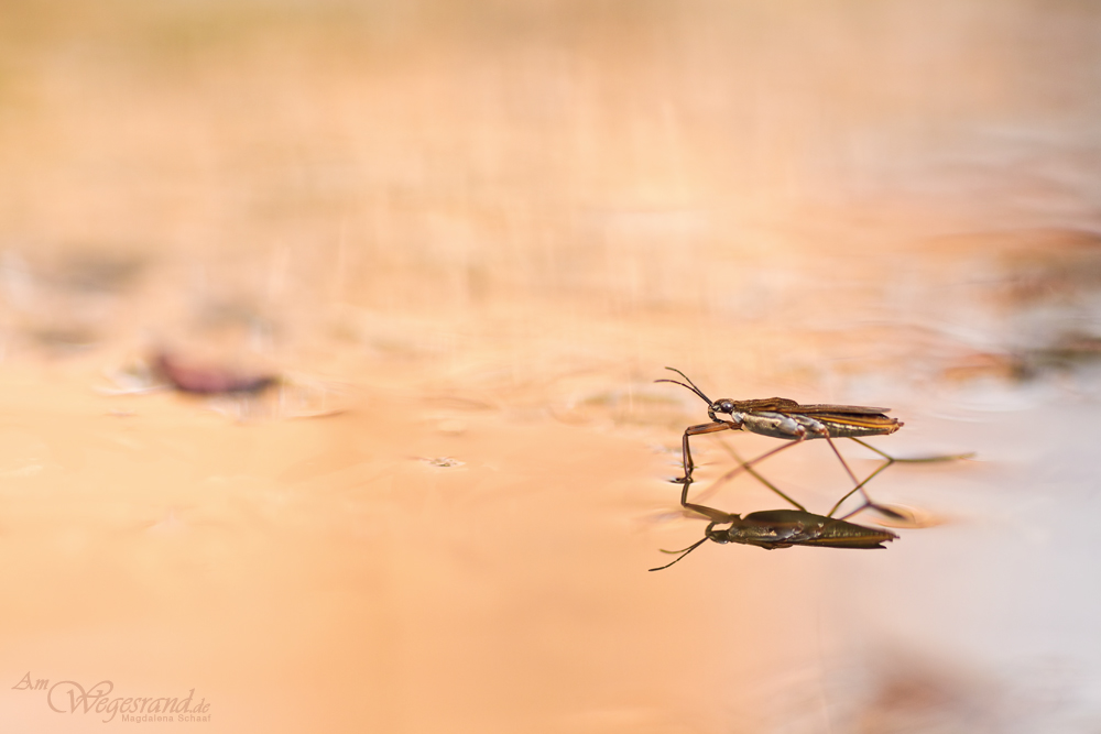 Wasserläufer