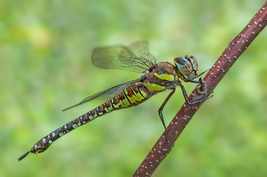 Migrant Hawker