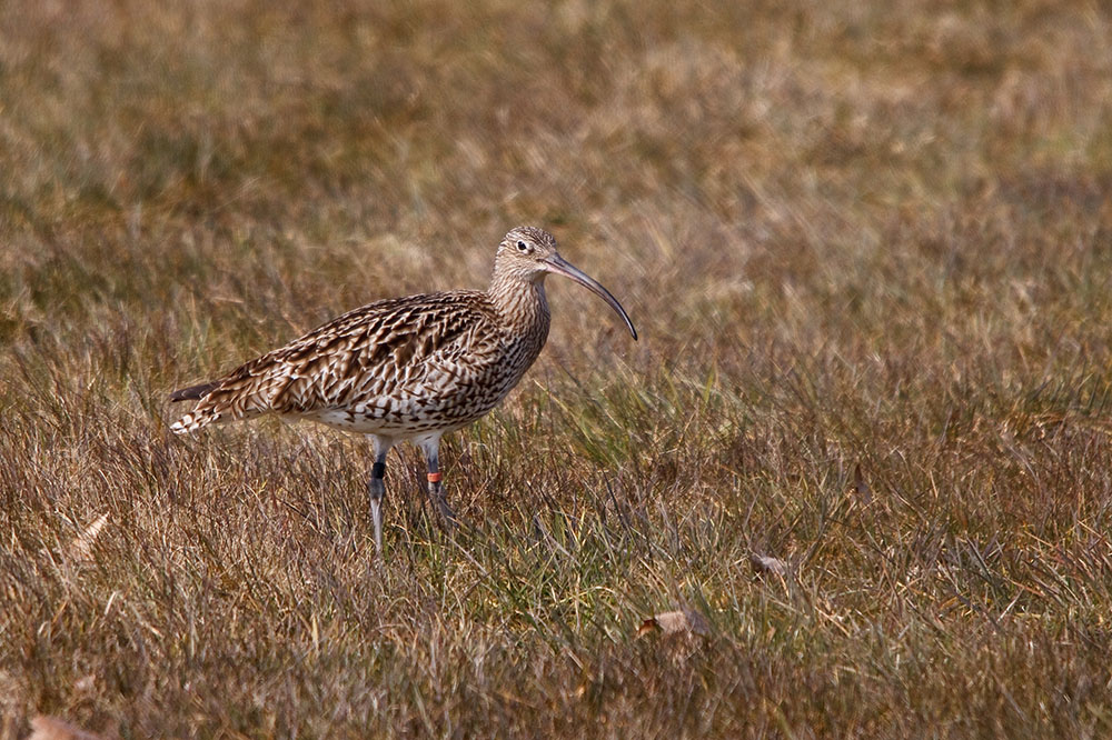 Großer Brachvogel - Numenius arquata V.2