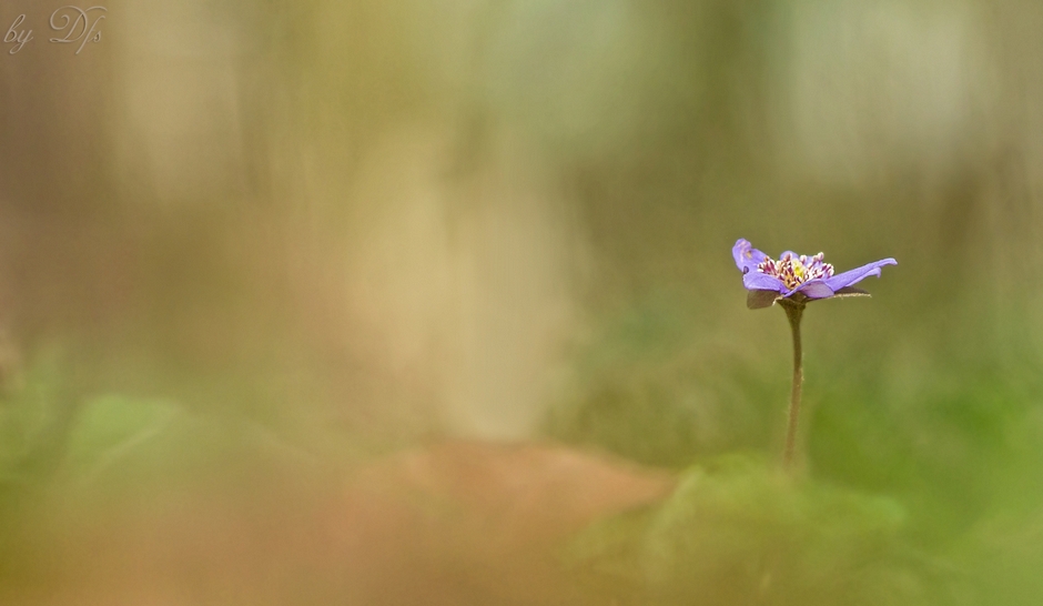 Das einsame Leberblümchen