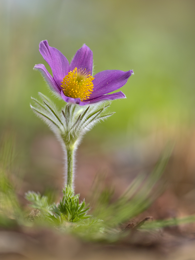 Pulsatilla vulgaris