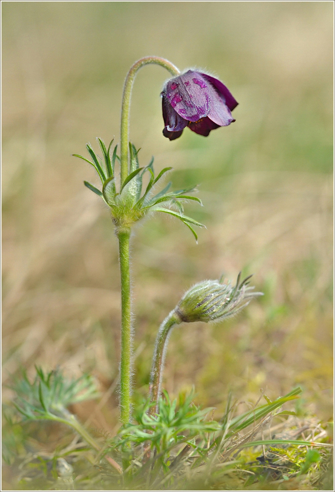 *Pulsatilla pratensis*