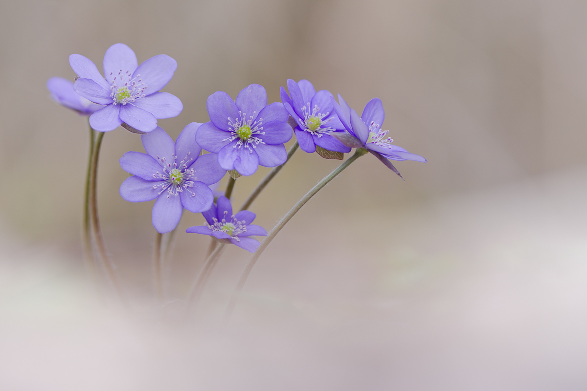 Leberblümchen (Hepatica nobilis)