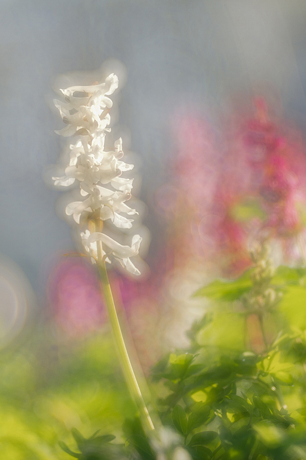 Gegenlicht im Auwald