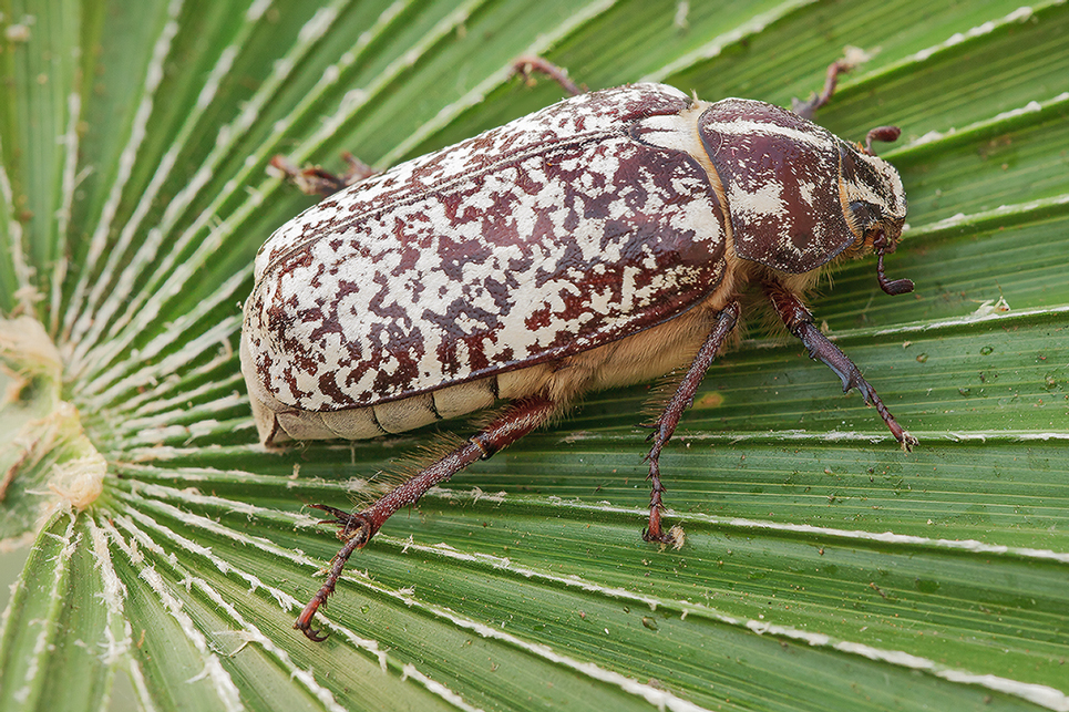 Käfer