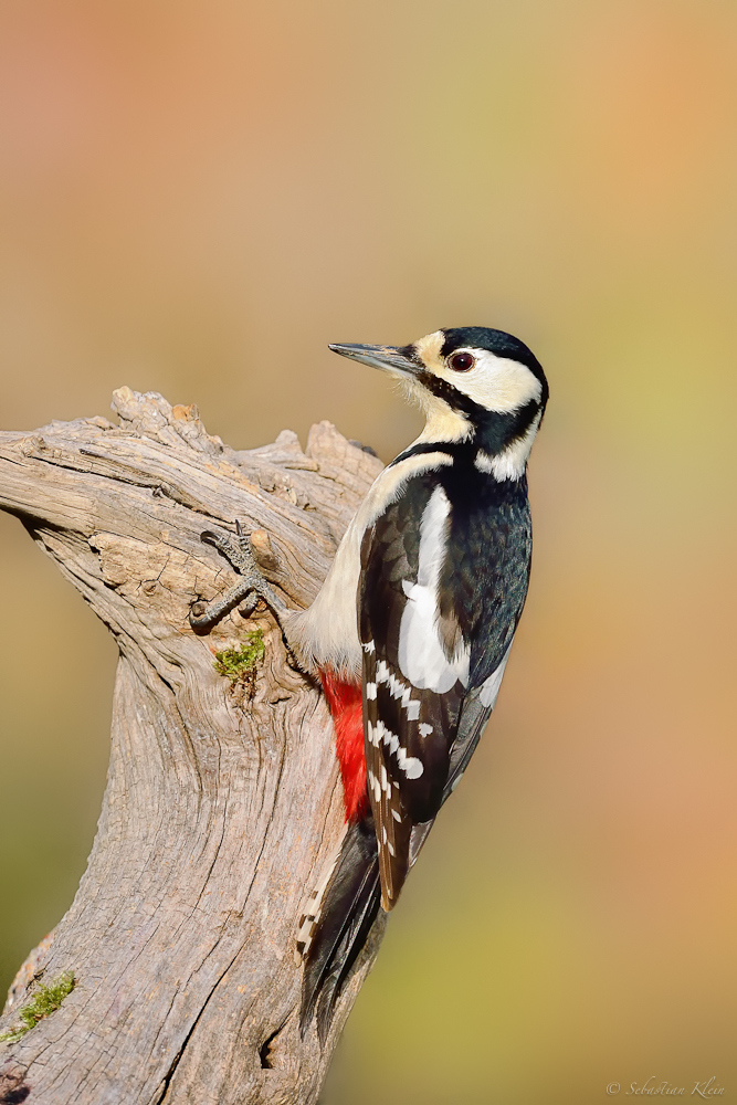 Buntspecht, Dendrocopos major, weblich