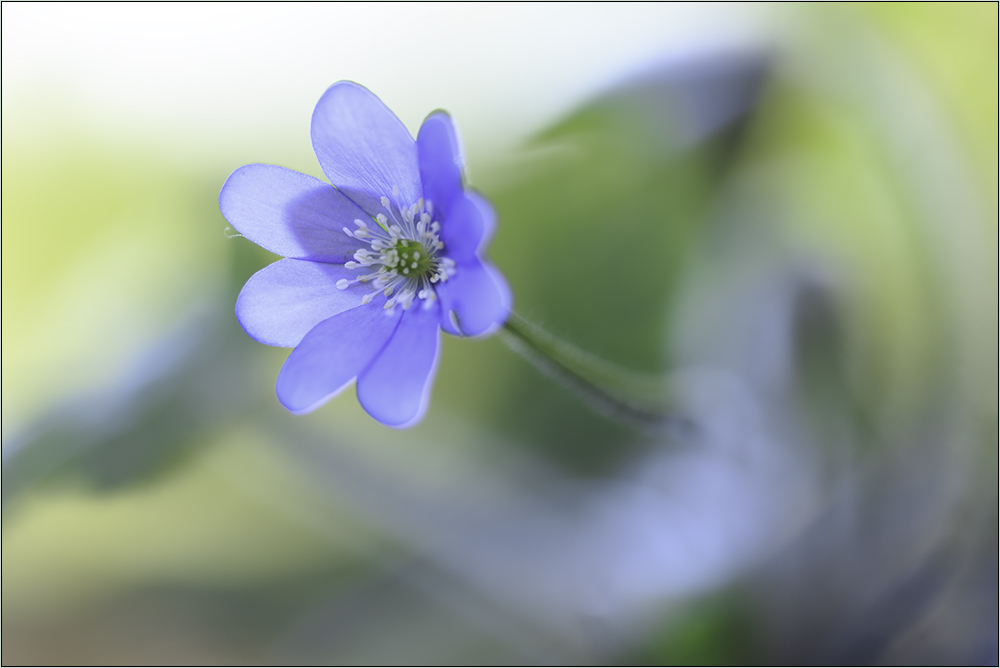 leberblümchen