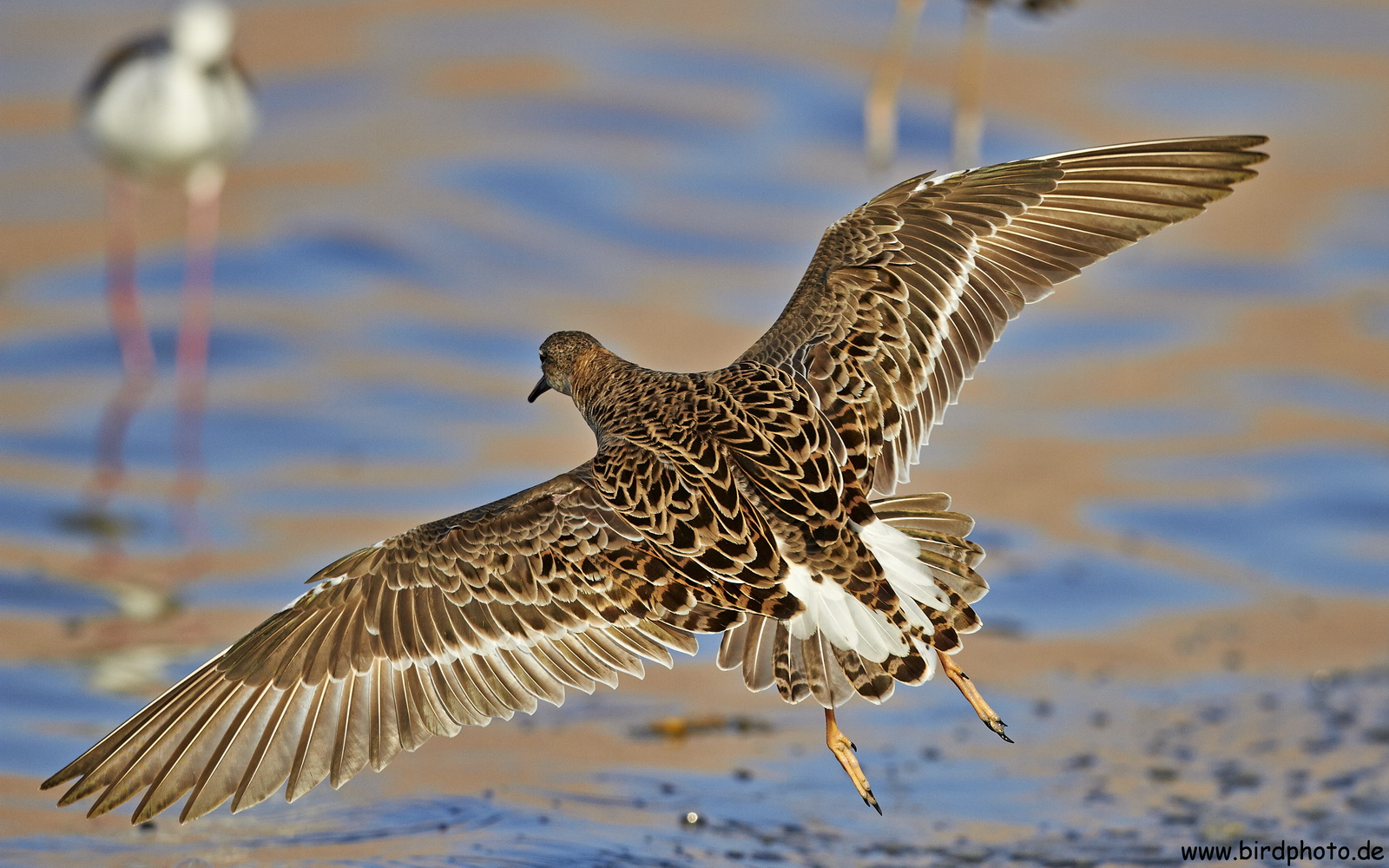 Kampfläufer