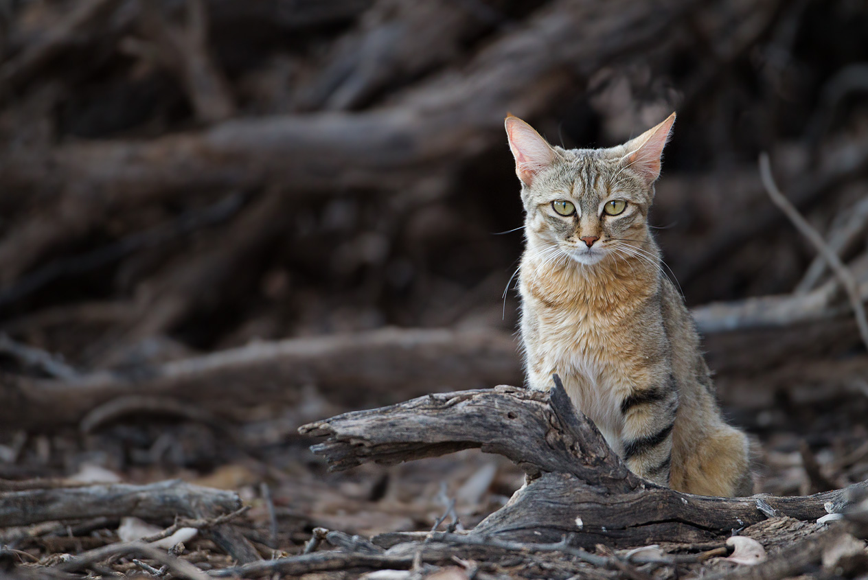 Afrikanische Wildkatze