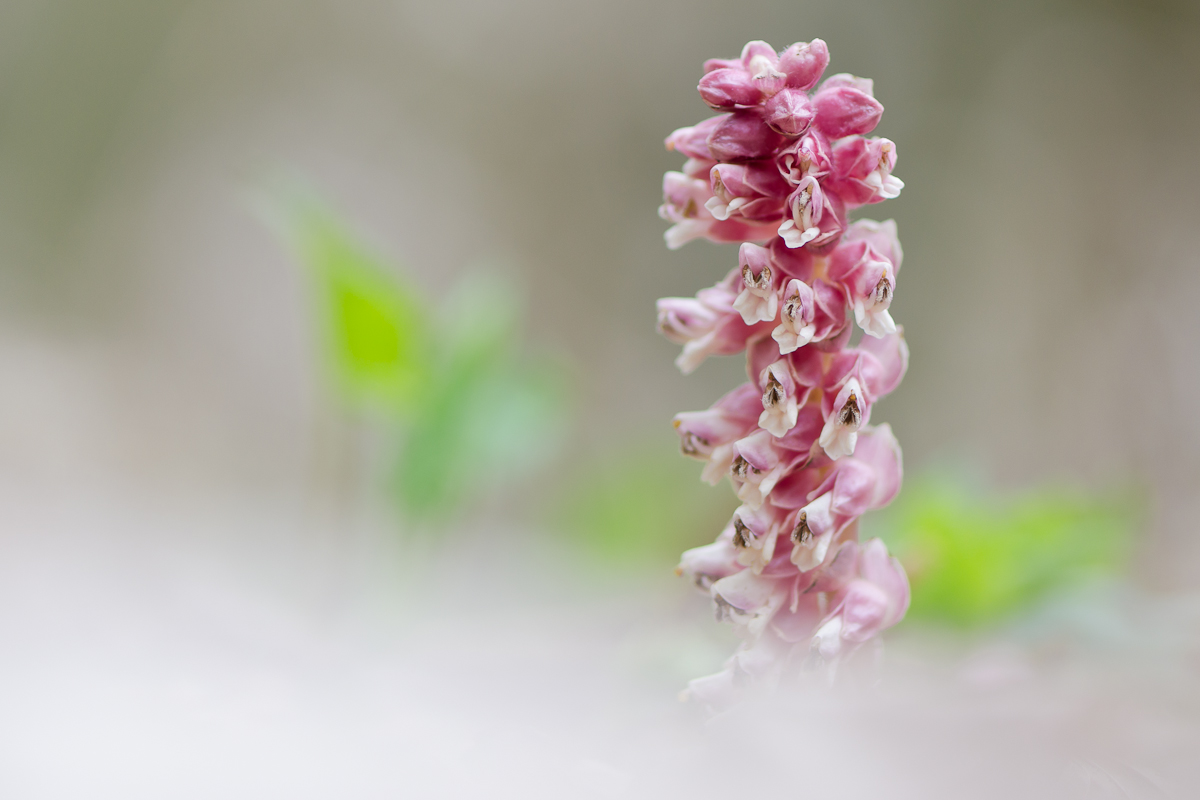 Gewöhnliche Schuppenwurz (Lathraea squamaria)