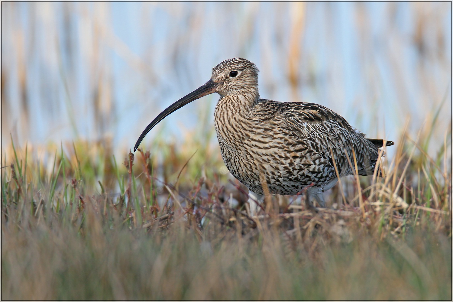 Großer Brachvogel