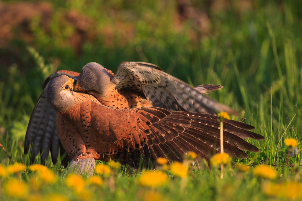 Common Kestrel Fight