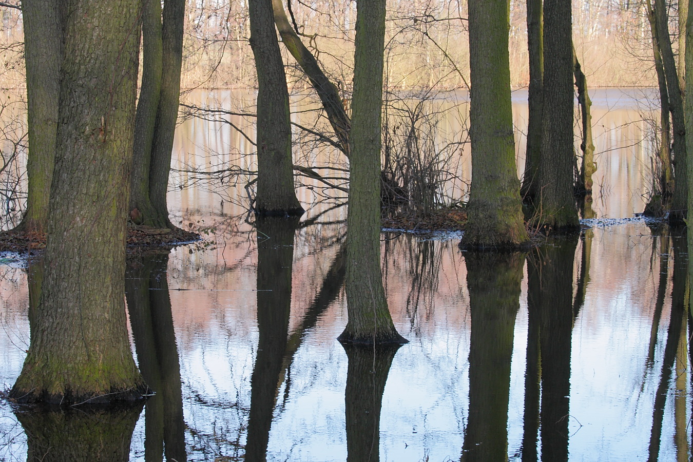 Vor dem Frühlingserwachen