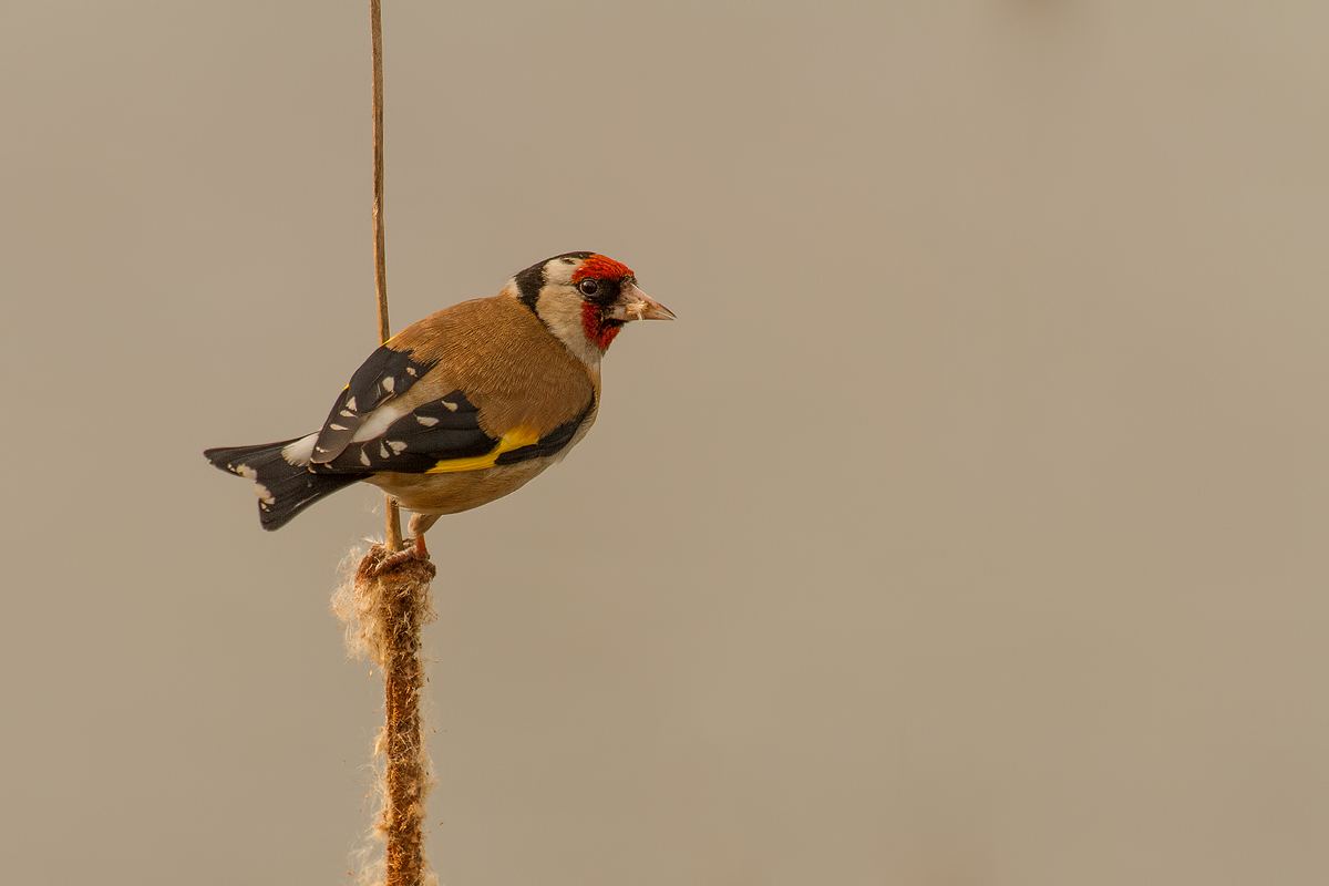 Stieglitz (Carduelis carduelis)