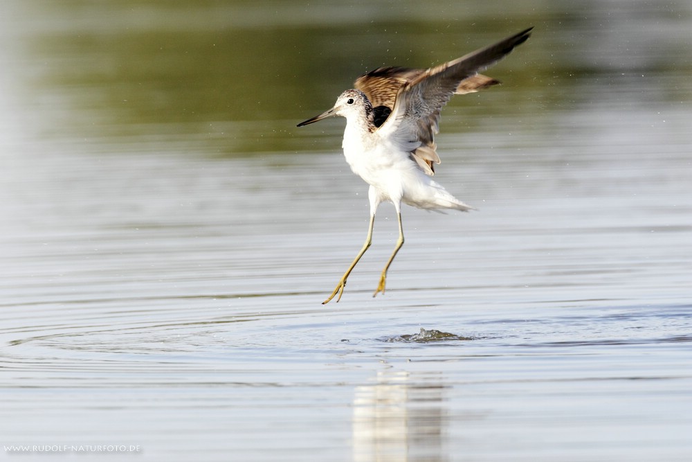 Gruenschenkel im Anflug