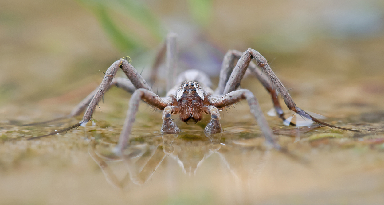"Listspinne"