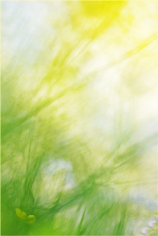 Wiesenfrühling