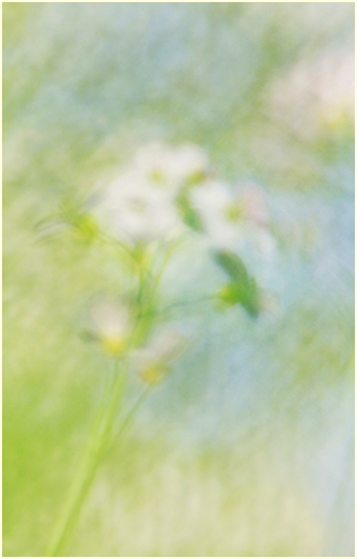 Wiesenschaum-Aquarell