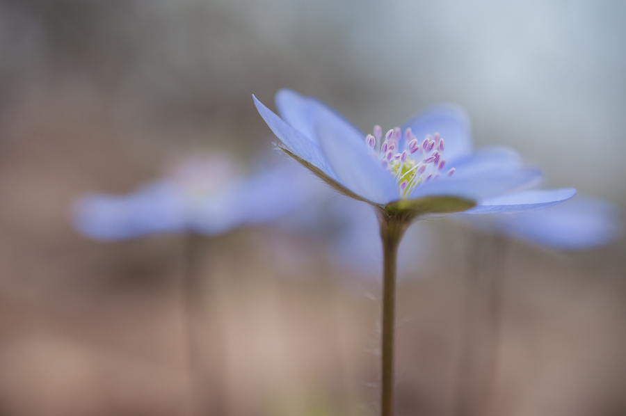 Hepatica nobilis