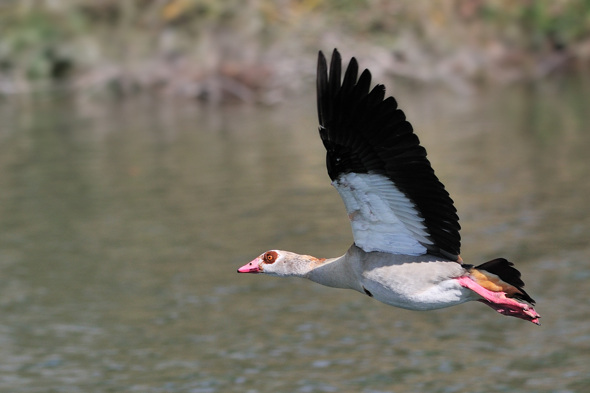 Nilgans