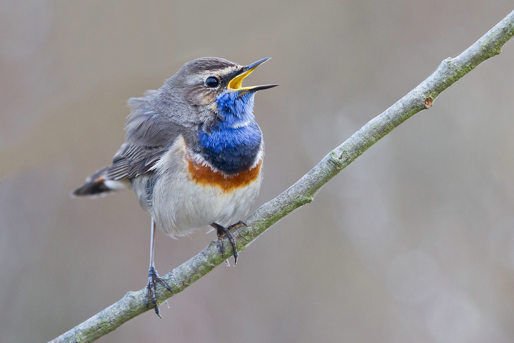 Blaukehlchen